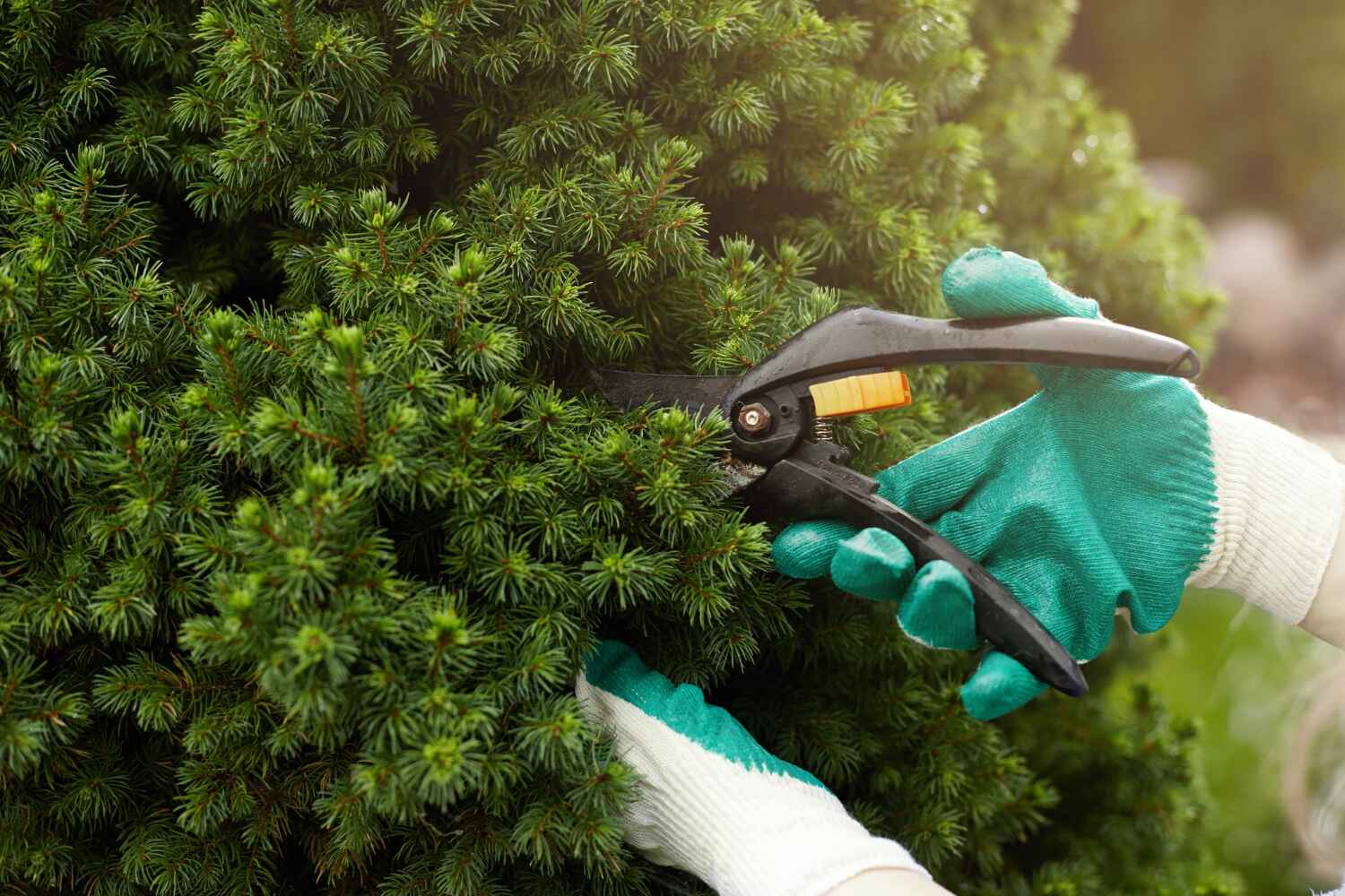 Best Tree Pruning Services  in Kenhorst, PA